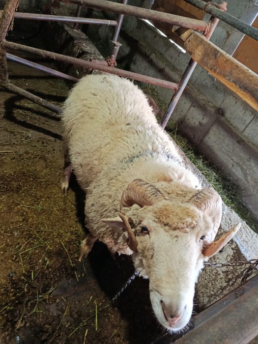 Продам кошкара за 140 000 тенге