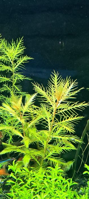 Продам аквариумные растения