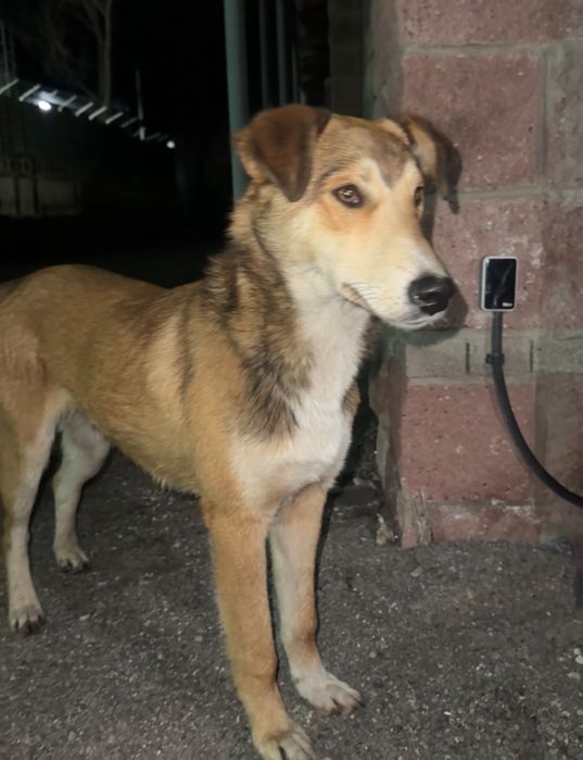 Щенок,Собака в дорые руки