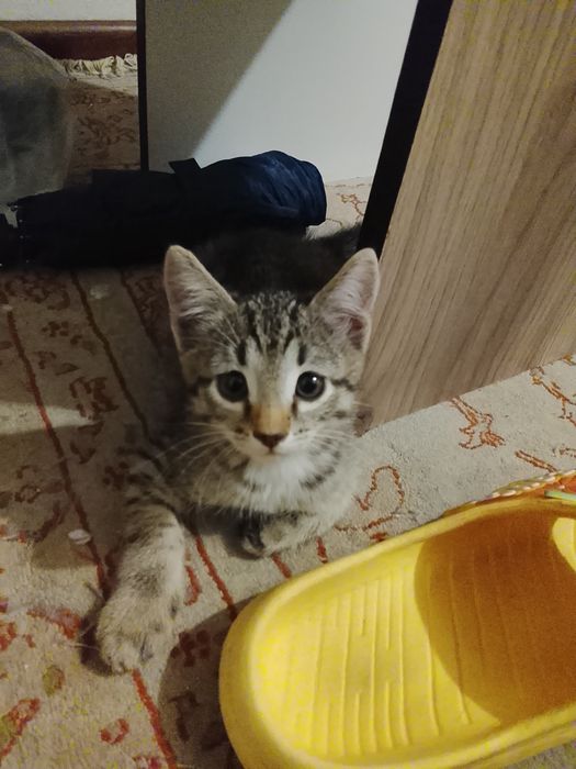 Отдам котят в добрые руки