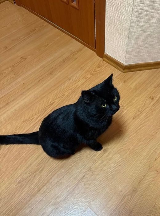 Котик Шотландец в добрые руки