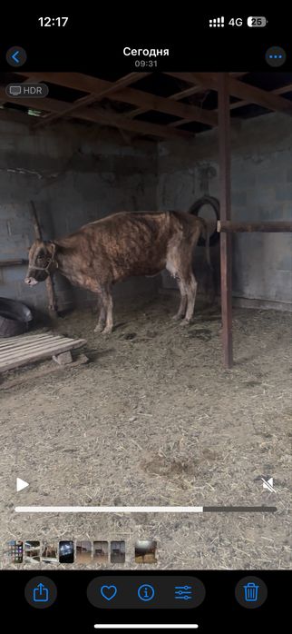 Тайншалы сир………