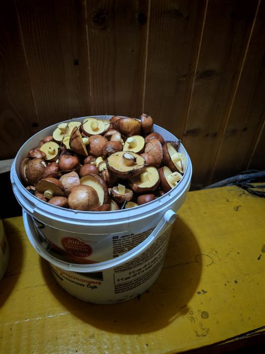 Продам свежих маслят