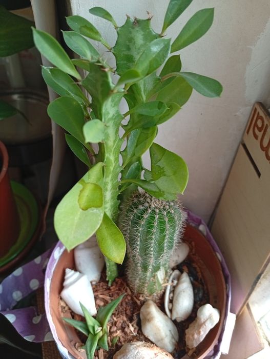 Фикус,молочай,кактусы