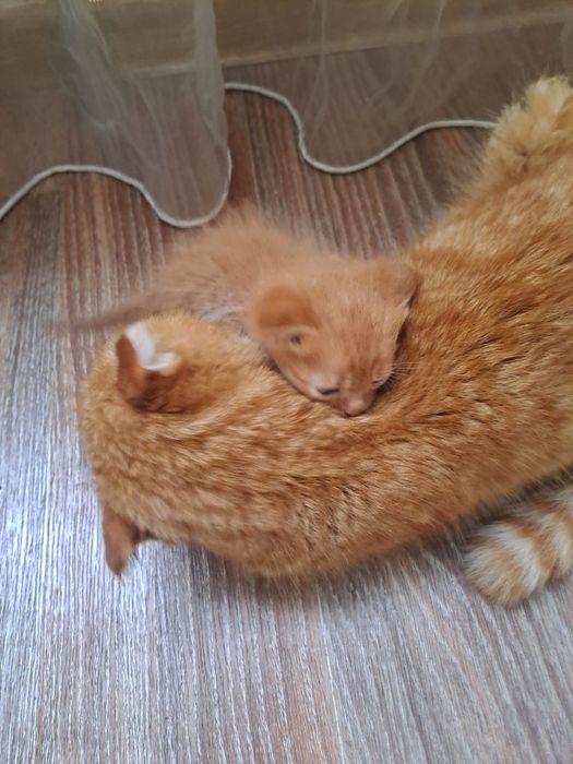 Бесплатно котята  2 месяца мальчики и девочки