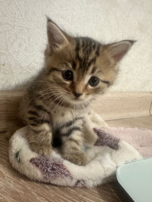 Породистые Котята