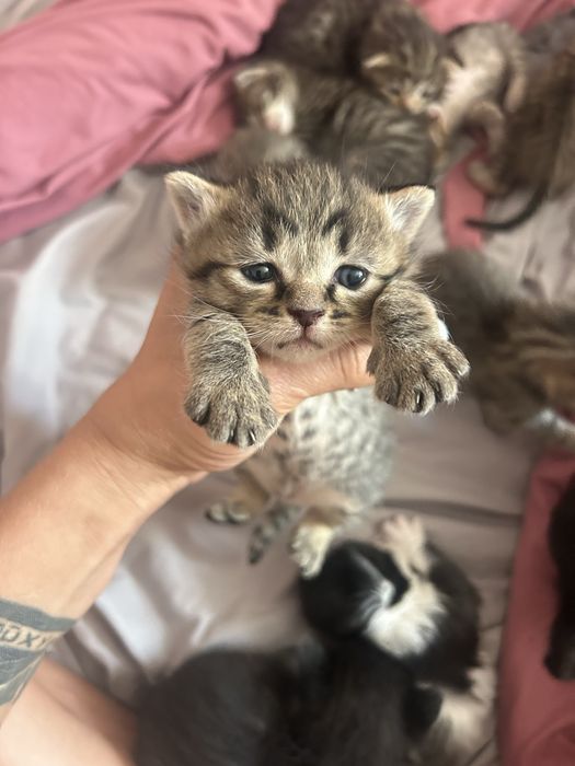 Отдам котят от вислоухой кошки