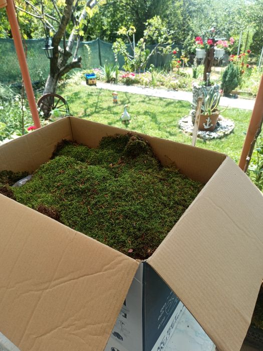 Декорация Горски мъх