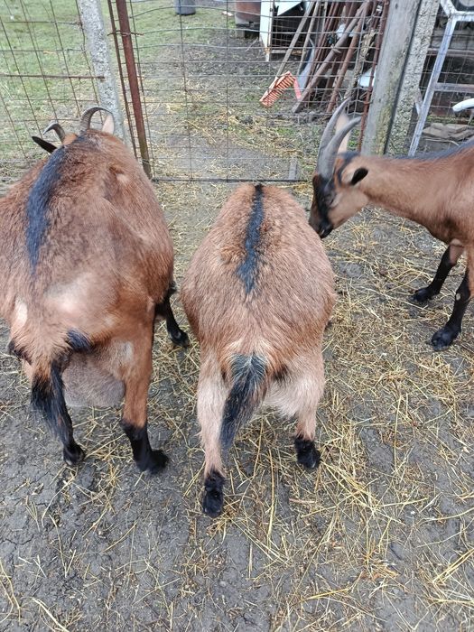 Vând  capra alpin francez