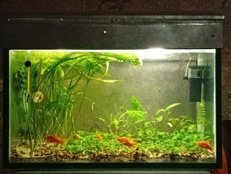 Аквариум с растениями дёшево