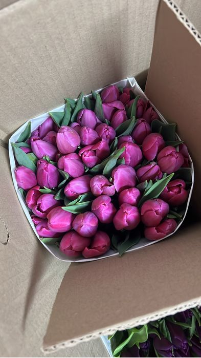 Тюльпаны по 300 тенге