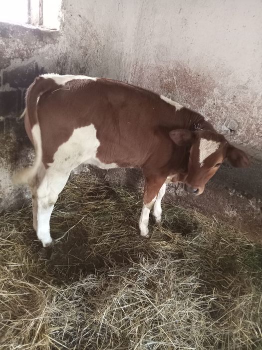 Vand vițea 3 luni Bălțată