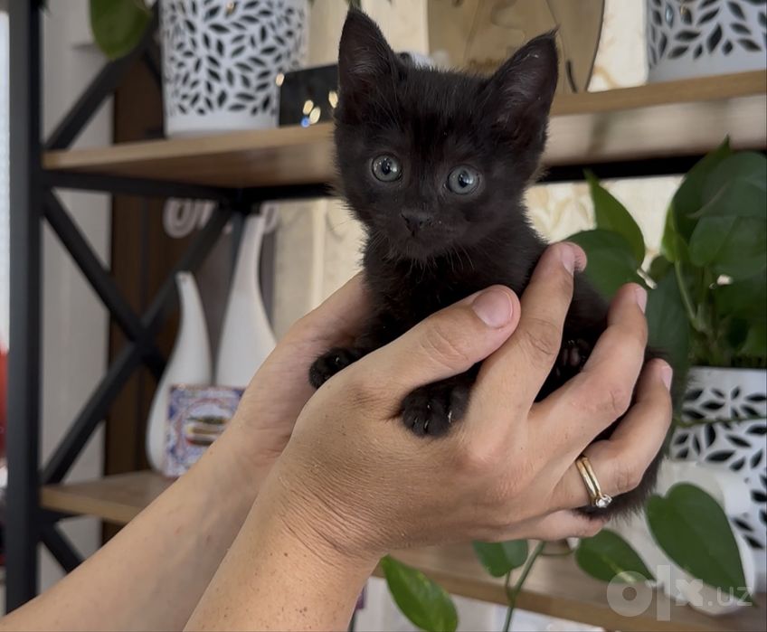 Добрый ласковый КОТЁНОК в добрую семью!