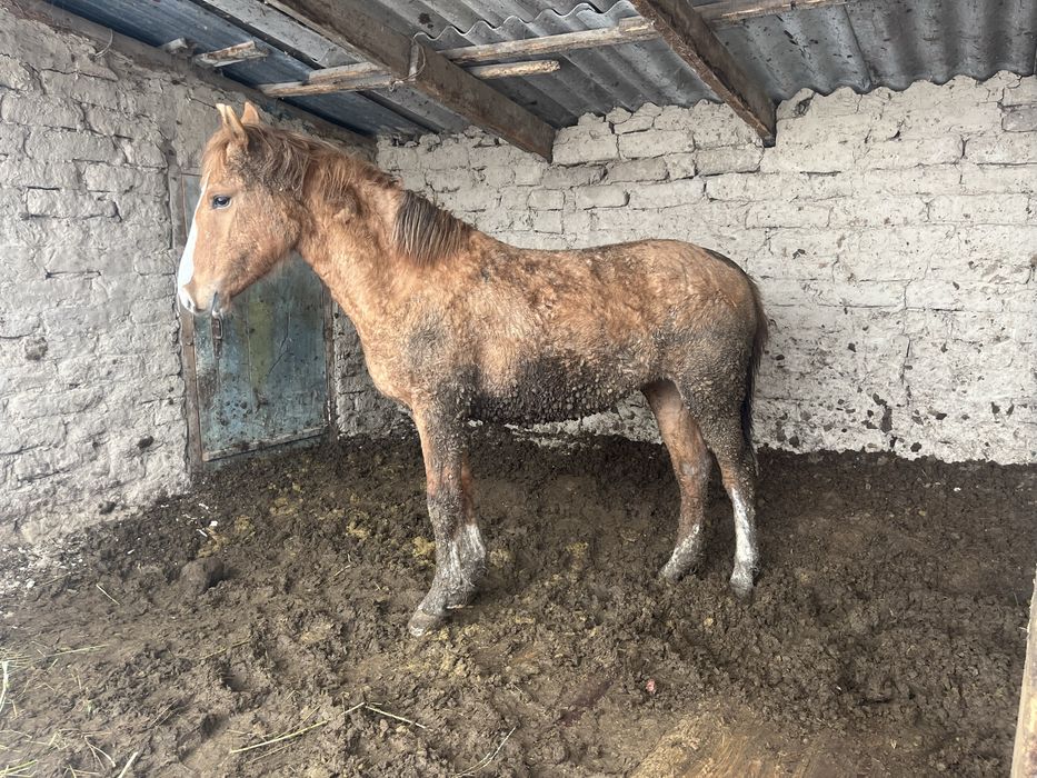 Байлаңған полтарашкалар сатылады, жылқы