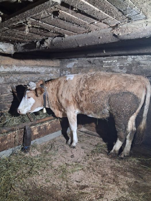 Se vinde vacă de 2 vitei