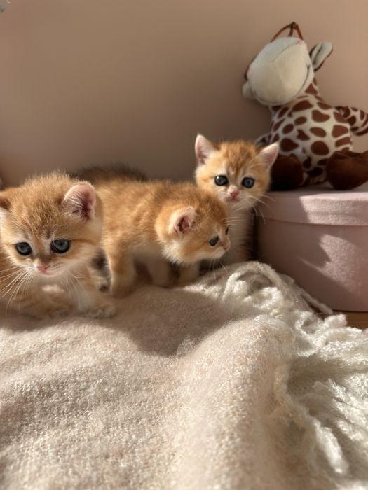 Золотые котята окрас шиншилла