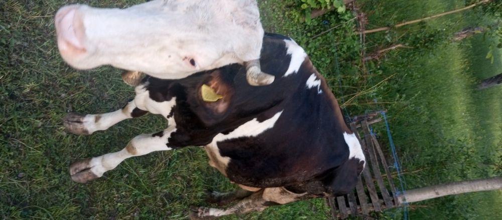 Vând vacă bălțată românească