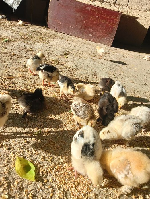 Брама балапандары