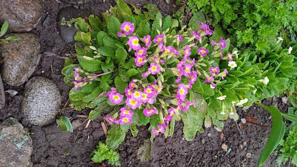 Садовые растения