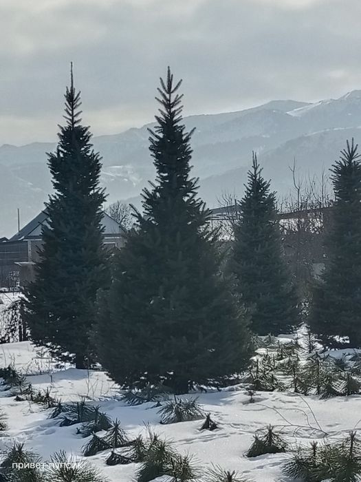 Ёлки голубые и зеленые за метр