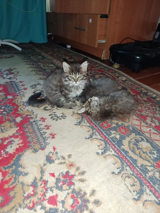 Отдам котят девочки