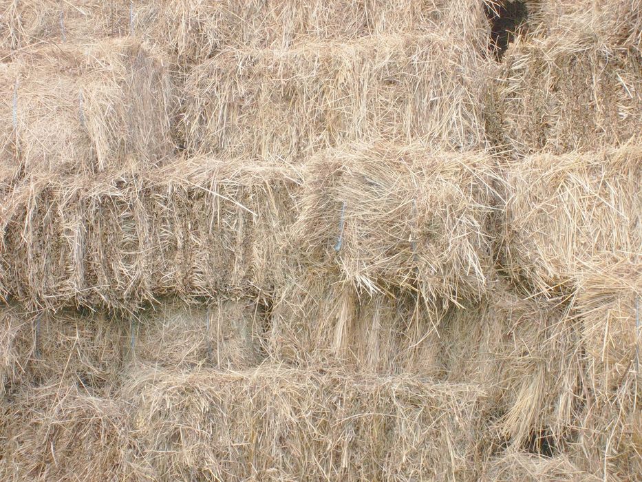 Vând baloți de lucernă din prima cosire - 50 buc