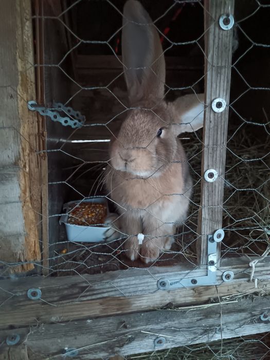 Iepuri de rasă german