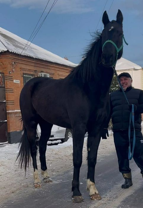 Орловская кобыла в продаже