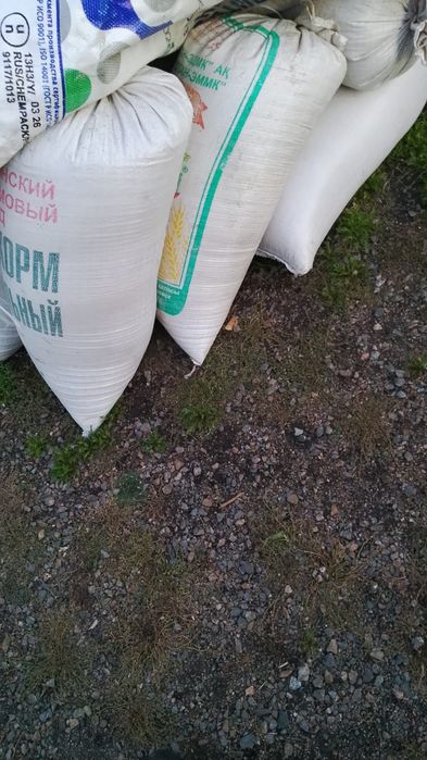 Пшеница пшеница.