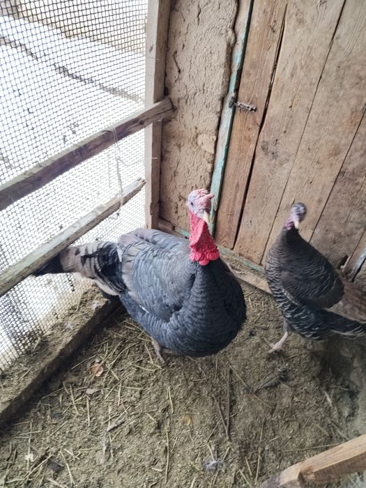 Үндік сатылады..