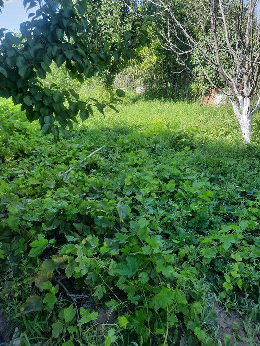 Алмалыдан дача сатылады