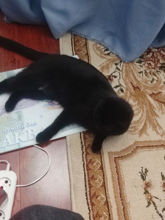 потерялась кошечка!!!