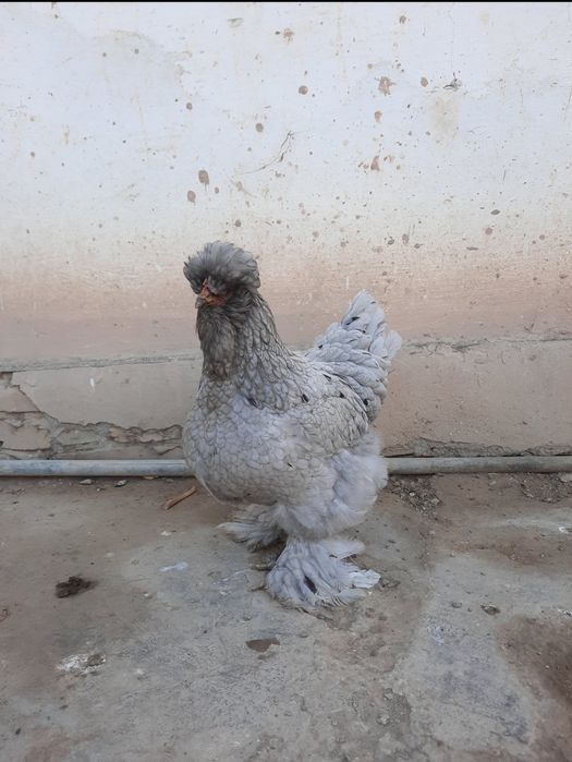 Тройка брама тухумлари сотилади