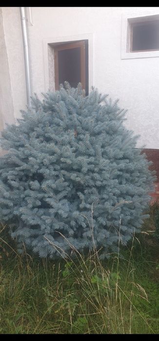 Продаются Голубые ели ёлки