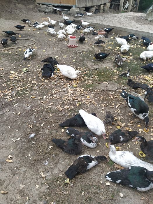 Rațe mute de vânzare