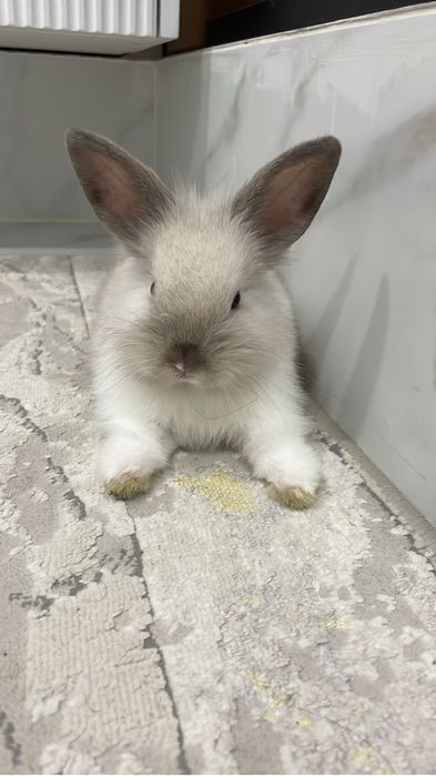 Продам Декоративного кролика