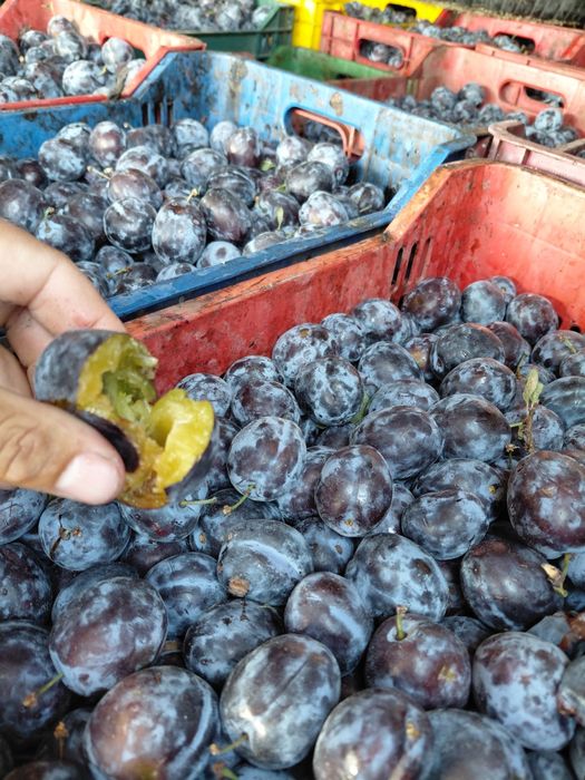 Vând prune de țuică