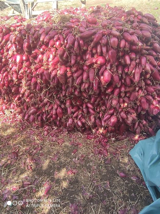 Vând ceapă roșie de apă în cantități mari și mici  4,5 Kg. Negociabil.
