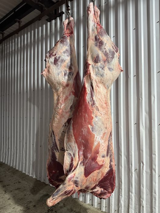 Мясо Говядины ОПТОМ ТУШАМИ.