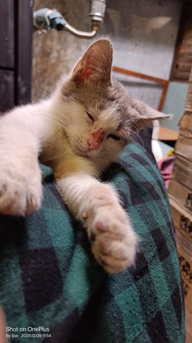 Неко - шепа любов