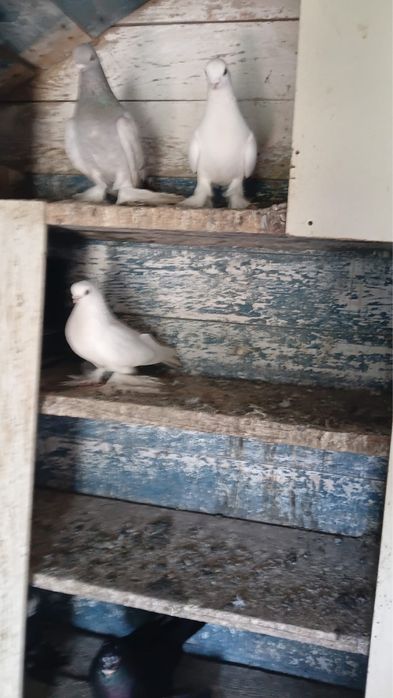 Продам голубей от 10 тыс