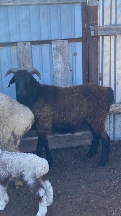 Продам кошкара.