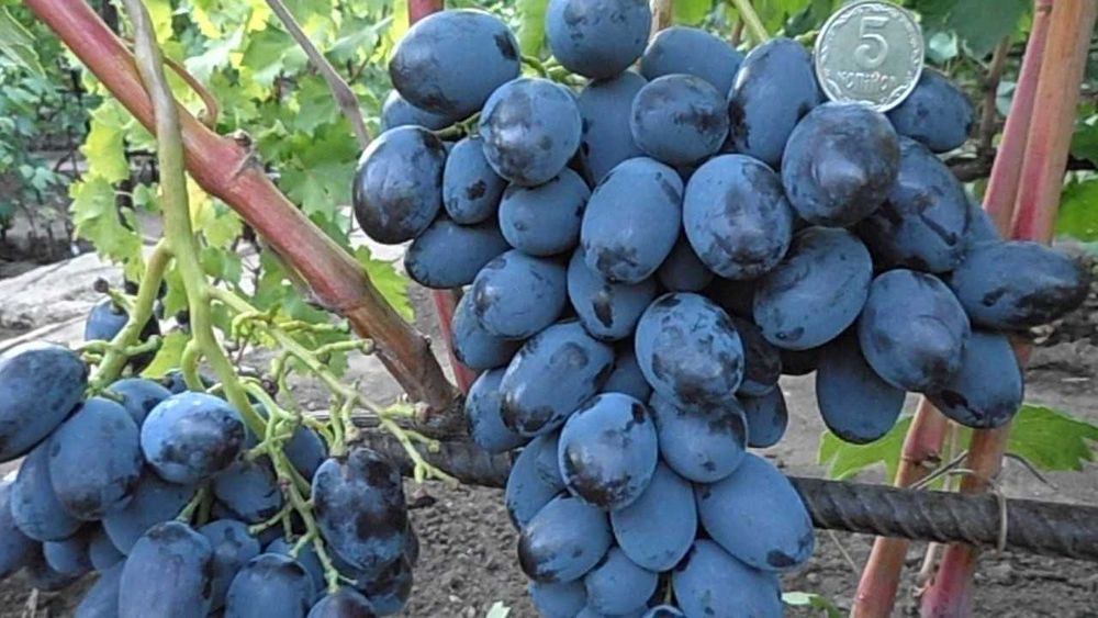Продам саженцы винограда [10 сортов ]