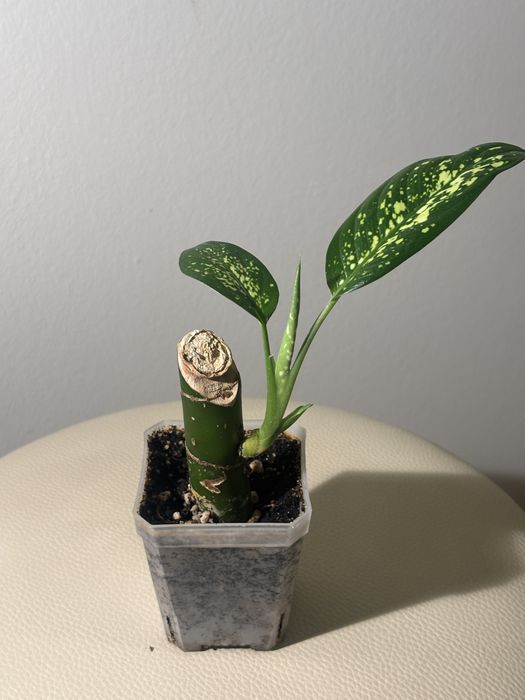 Продам комнатные растения