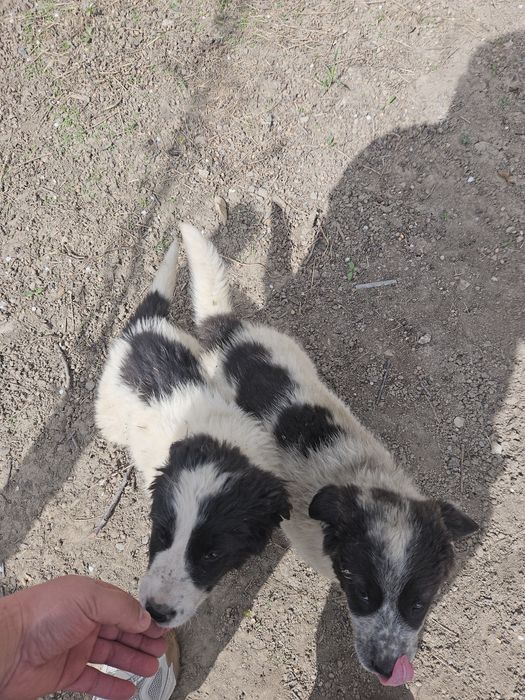 Щенки тобет ТОБЕТ күшік