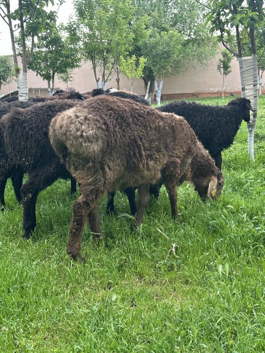 Туктылар сатылады