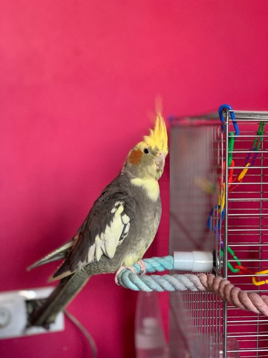 Cuplu de nimfe de vanzare