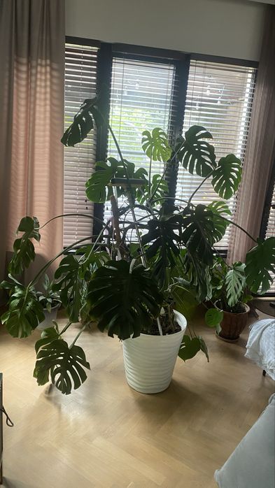 Продам монстеру большую