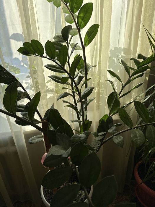 Продам цветок Срочно