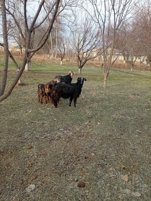 Кал она бола эчкила сотилади